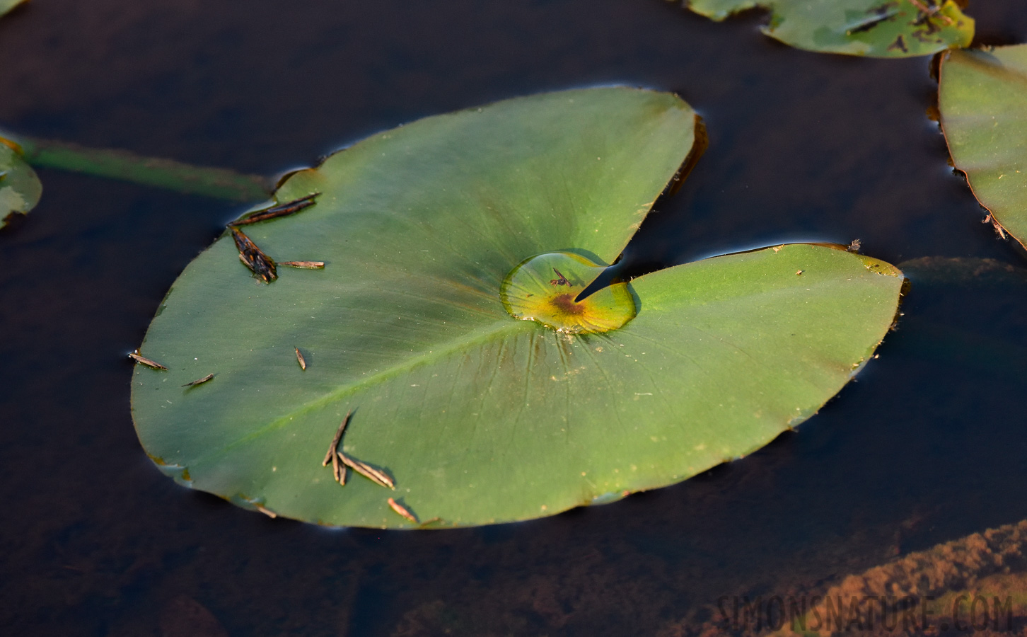 Buzzard Swamp Coop Wildlife Mana [340 mm, 1/320 sec at f / 8.0, ISO 1600]